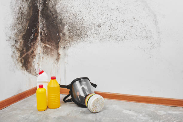 Trusted Bluffton, IN Mold Remediation Experts