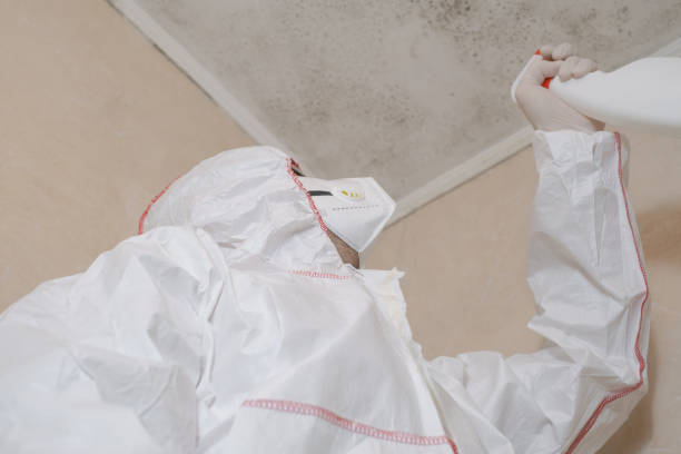 Best Mold Damage Restoration  in Bluffton, IN